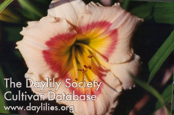 Siloam Ethel Smith (AHS Daylily Database)