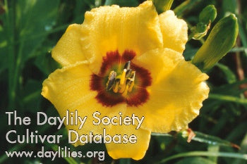 Siloam June Bug (AHS Daylily Database)