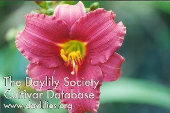 Siloam Red Toy (AHS Daylily Database)