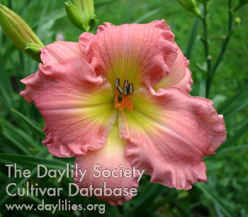 South Sea Enchantment (AHS Daylily Database)