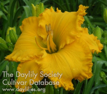 Spacecoast Cheddar Fang (AHS Daylily Database)