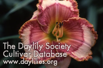 Spacecoast Dragon Prince (AHS Daylily Database)