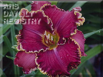 Spacecoast Mulberry Motif (AHS Daylily Database)