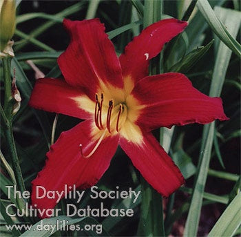 Spider Man (AHS Daylily Database)
