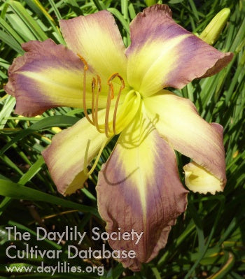 Star of Fantasy (AHS Daylily Database)