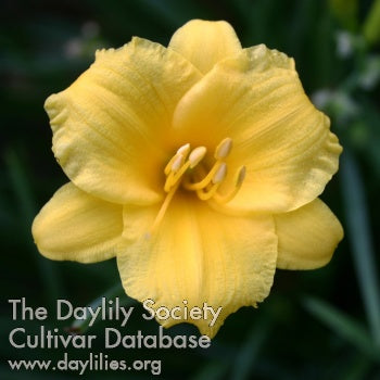 Stella de Oro (AHS Daylily Database)