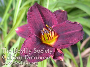 Storm Warning (AHS Daylily Database)
