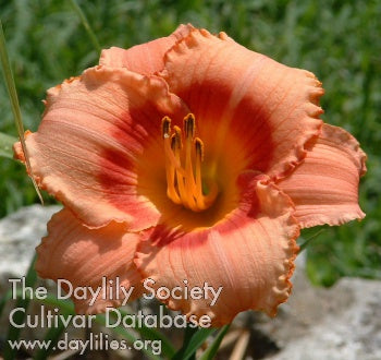 Strawberry Candy (AHS Daylily Database)