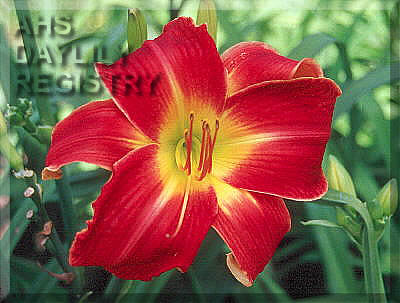 Suburban Nancy Gayle (AHS Daylily Database)