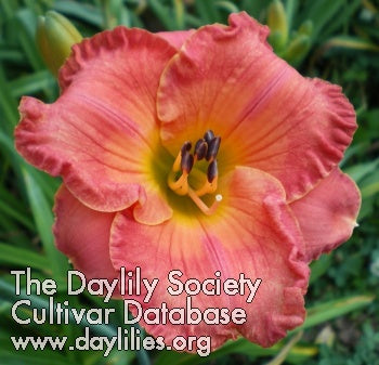 Summer in the City (AHS Daylily Database)