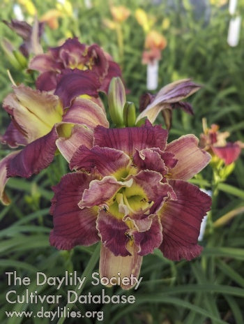 Swirl City Certified Banger (AHS Daylily Database)
