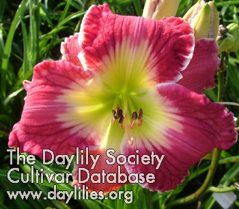 Trixie LaTour (AHS Daylily Database)