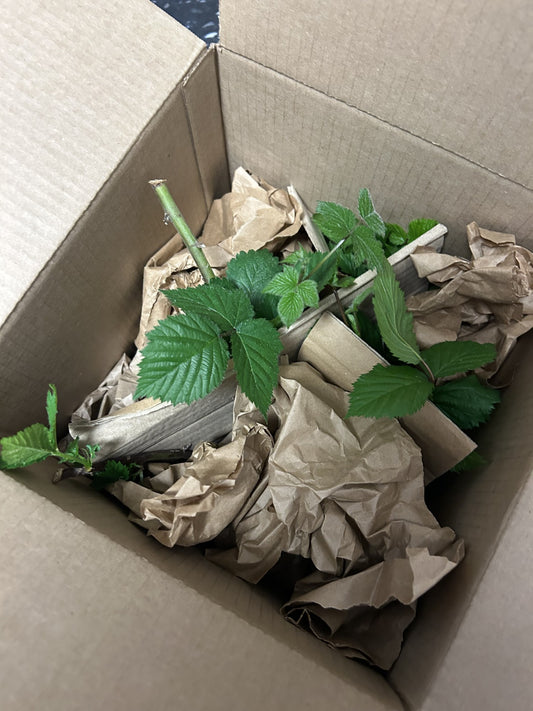 Tame Blackberry Plant (not potted)
