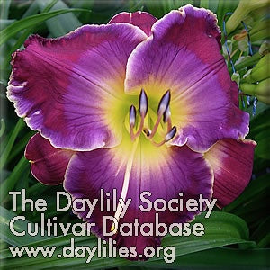 The Blue Parrot (AHS Daylily Database)