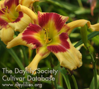 Tiger Swirl (AHS Daylily Database)