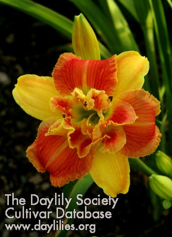 Topguns My Friend Ellen (AHS Daylily Database)
