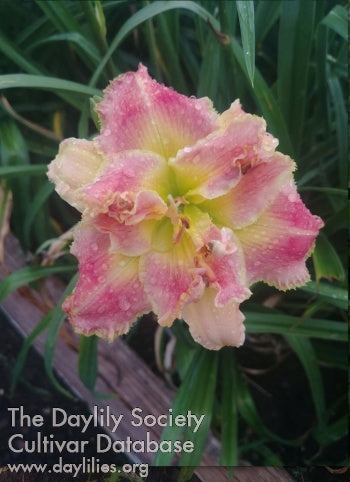 Topguns Nailed It (AHS Daylily Database)