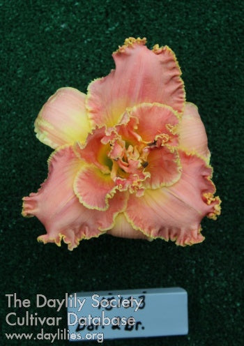 Topguns Pink Pinnacle (AHS Daylily Database)