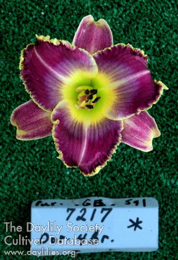 Topguns Purple Maverick (AHS Daylily Database)