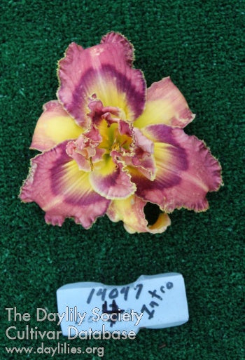 Topguns Voodoo Priestess (AHS Daylily Database)