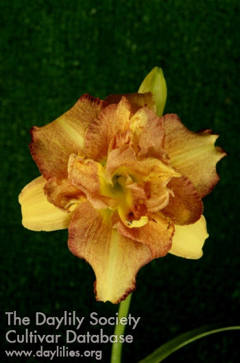 Topguns Color Infusion (AHS Daylily Database)
