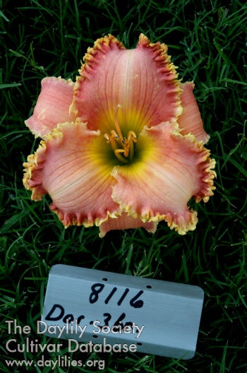 Topguns Magical Pink (AHS Daylily Database)