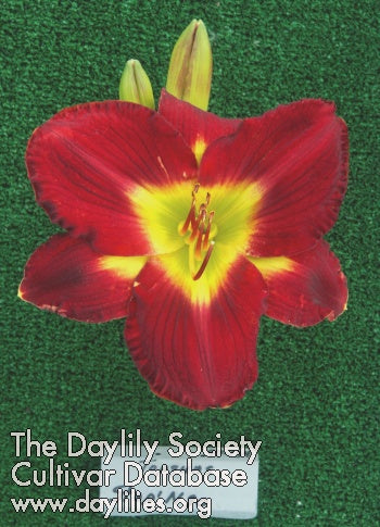 Topguns Stop N Go (AHS Daylily Database)