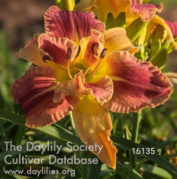 Topguns Alpha Butterfly (AHS Daylily Database)