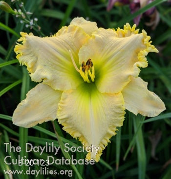 Topguns Arapaho Artifact (AHS Daylily Database)
