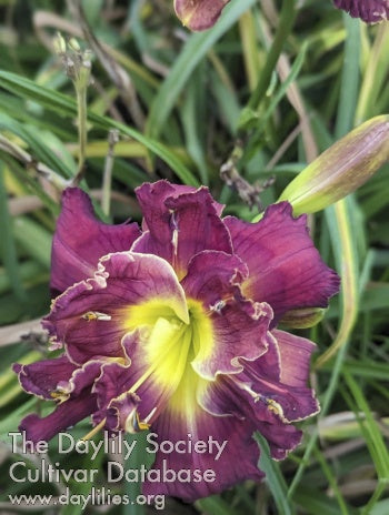Topguns Heartbreak Anniversary (AHS Daylily Database)