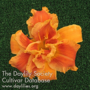 Topguns Hell-o (AHS Daylily Database)