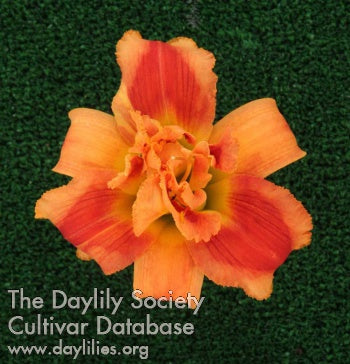 s Treasure (AHS Daylily Database)