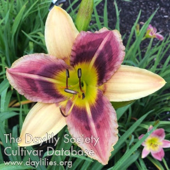 Wackadoodle (AHS Daylily Database)
