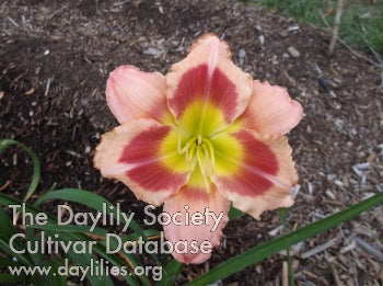 Wanna Dance (AHS Daylily Database)