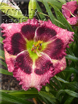 Westbourne My Heavenly Home (AHS Daylily Database)
