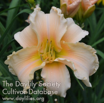 Whispering Maiden of the Mist (AHS Daylily Database)