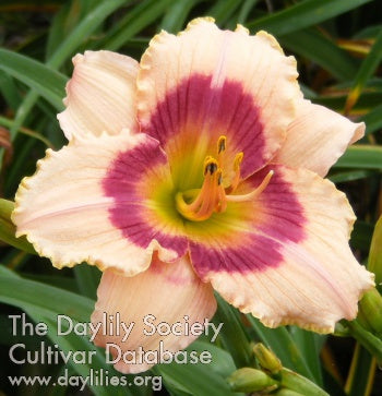 Wineberry Candy (AHS Daylily Database)