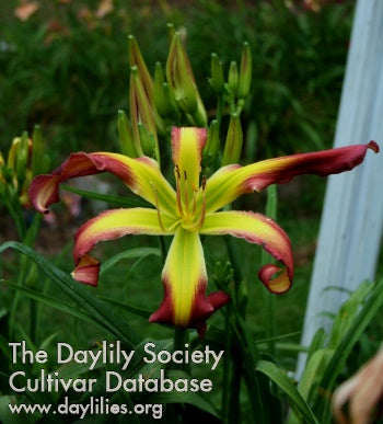 Wonderful Wizard of Oz (AHS Daylily Database)