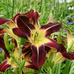 Daylily (Hemerocallis 'Scarlet Pimpernel')