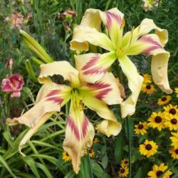 Daylily (Hemerocallis 'Love to Joe Marohl')