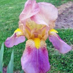 Tall Bearded Iris (Iris 'Rameses')