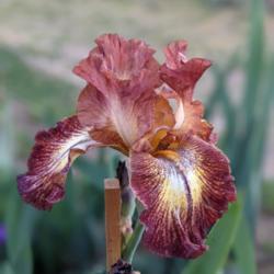 Tall Bearded Iris (Iris 'Paprika Fono's')