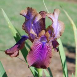 Arilbred Iris (Iris 'Stolon Ginger')
