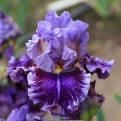 Tall Bearded Iris (Iris 'Chamber of Secrets')