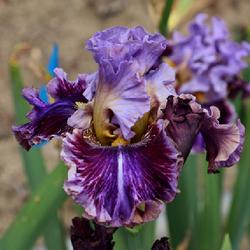 Tall Bearded Iris (Iris 'Chamber of Secrets')