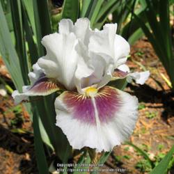 Intermediate Bearded Iris (Iris 'Dumbledore')