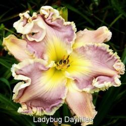 Daylily (Hemerocallis 'Amethyst Cream')