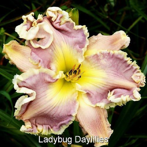 Daylily (Hemerocallis 'Amethyst Cream')