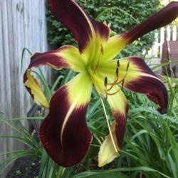 Daylily (Hemerocallis 'Scarlet Pimpernel')