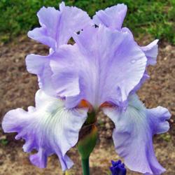 Tall Bearded Iris (Iris 'Full Tide')